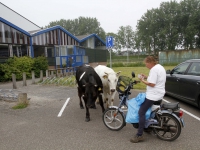 20162805 Koeien ontsnapt uit wei Schenkeldijk Dordrecht Tstolk 001