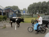 20162805 Koeien ontsnapt uit wei Schenkeldijk Dordrecht Tstolk 002