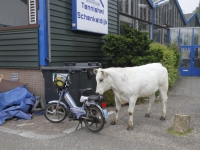 20162805 Koeien ontsnapt uit wei Schenkeldijk Dordrecht Tstolk 003