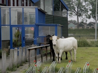 20162805 Koeien ontsnapt uit wei Schenkeldijk Dordrecht Tstolk