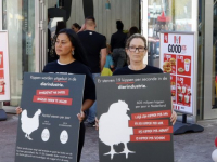 Activisten liggen in grote vleesschalen op het Achterom Dordrecht