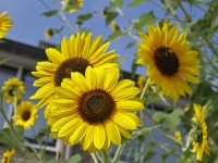 20162309 Bijzondere zonnebloem in Dordrecht Tstolk 001