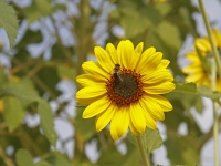 20162309 Bijzondere zonnebloem in Dordrecht Tstolk 002