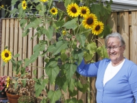 20162309 Bijzondere zonnebloem in Dordrecht Tstolk 003