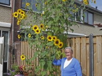 20162309 Bijzondere zonnebloem in Dordrecht Tstolk