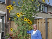 20162309 Bijzondere zonnebloem in Dordrecht Tstolk