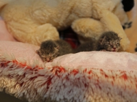 20162609-Meerdere-kittens-gedumpt-in-Zwijndrecht-Tstolk