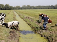 20161509 Koe geniet zoekt verkoeling op Parrallelweg papendrecht Tstolk