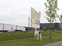 20160609 Alpaca lama ontsnapt van circusterrein Laan van Europa Dordrecht Tstolk