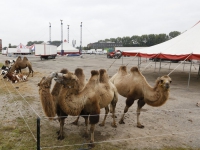 20160609 Opbouwen Circus Louis Knie Laan van Europa Dordrecht Tstolk 002