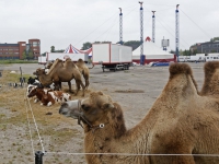 20160609 Opbouwen Circus Louis Knie Laan van Europa Dordrecht Tstolk 004