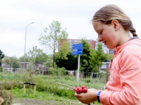 20162005 Tuinieren in de groeituin Patersweg Dordrecht Tstolk 002