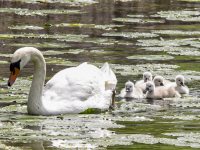 Zeven kleine zwaantjes zwemmen rond in Dordrecht