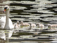 Zeven kleine zwaantjes zwemmen rond in Dordrecht