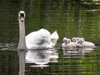 Zeven kleine zwaantjes zwemmen rond in Dordrecht