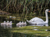 Zeven kleine zwaantjes zwemmen rond in Dordrecht