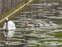 Zeven kleine zwaantjes zwemmen rond in Dordrecht