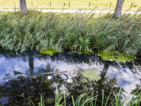 Huishouden gedumpt in biesbosch