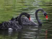 Zwarte Zwanen Park Merwestein Dordrecht