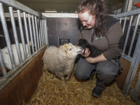 Babynieuws stadsboerderij Weizigt Dordrecht