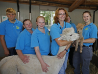 Klein alpaca geboren kinderboerderij Papenhoeve