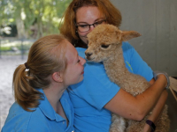 Klein alpaca geboren kinderboerderij Papenhoeve