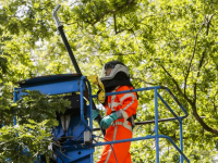 Nesten processierups opgezogen Dordrecht