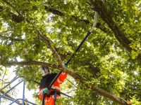 Nesten processierups opgezogen Dordrecht