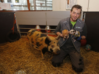 Vijf gezonde biggetjes stadsboerderij Dordrecht