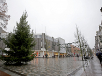 20192811-De-kerstbomen-zijn-weer-geplaatst-in-Dordrecht-Tstolk