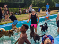 Hondenzwemmen als afsluiting Wantijbad Dordrecht