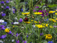 Bloemen in Dordtse polders Dordrecht