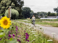 Bloemen in Dordtse polders Dordrecht