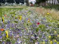 Bloemen in Dordtse polders Dordrecht