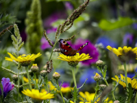 Bloemen in Dordtse polders Dordrecht