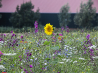 Bloemen in Dordtse polders Dordrecht