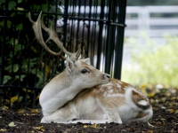 20150510-Bokwissel-in-Park-Merwestein-Dordrecht-Tstolk