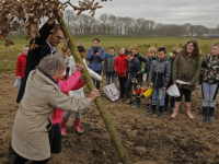 Aanplanten van SOK-boom en andere bomen Nieuwe Dordtse Biesbosch