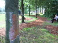 Bomen beschadigd