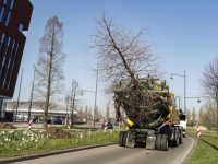 Bomen naar Wielwijkpark verhuisd Dordrecht