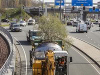 Bomen naar Wielwijkpark verhuisd Dordrecht