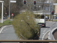 Bomen naar Wielwijkpark verhuisd Dordrecht