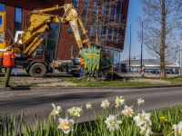 Bomen naar Wielwijkpark verhuisd Dordrecht