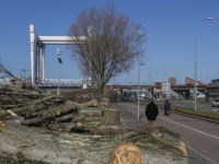 Bomen gekapt Laan vd Naties Dordrecht