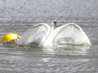 Touw om zwaan heen in water Plutolaan Dordrecht