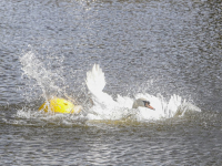 Touw om zwaan heen in water Plutolaan Dordrecht