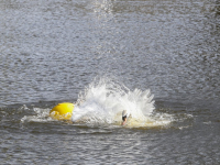 Touw om zwaan heen in water Plutolaan Dordrecht