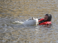 Touw om zwaan heen in water Plutolaan Dordrecht