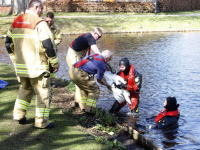 Touw om zwaan heen in water Plutolaan Dordrecht