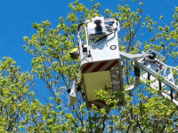 15062022-Brandweer-bevrijdt-vastzittende-vogel-uit-boom-Balkengat-Zwijndrecht-Stolkfotografie